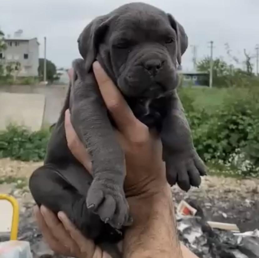 CANE CORSO SAĞLIKLI YAVRULAR
