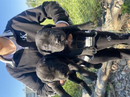 CANE CORSO SAĞLIKLI YAVRULAR