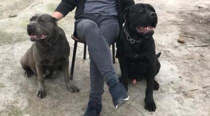 CANE CORSO SAĞLIKLI YAVRULAR
