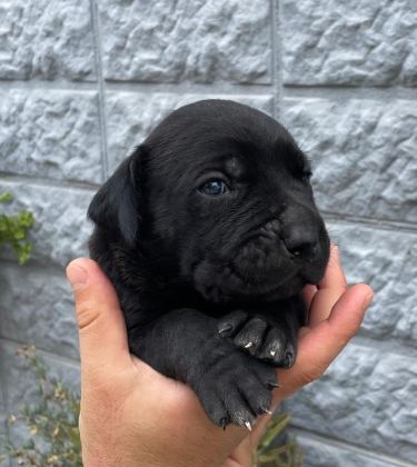 1.5 AYLIK BİR O KADARDA TATLI Bİ CANE CORSO