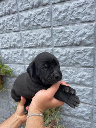 1.5 AYLIK BİR O KADARDA TATLI Bİ CANE CORSO