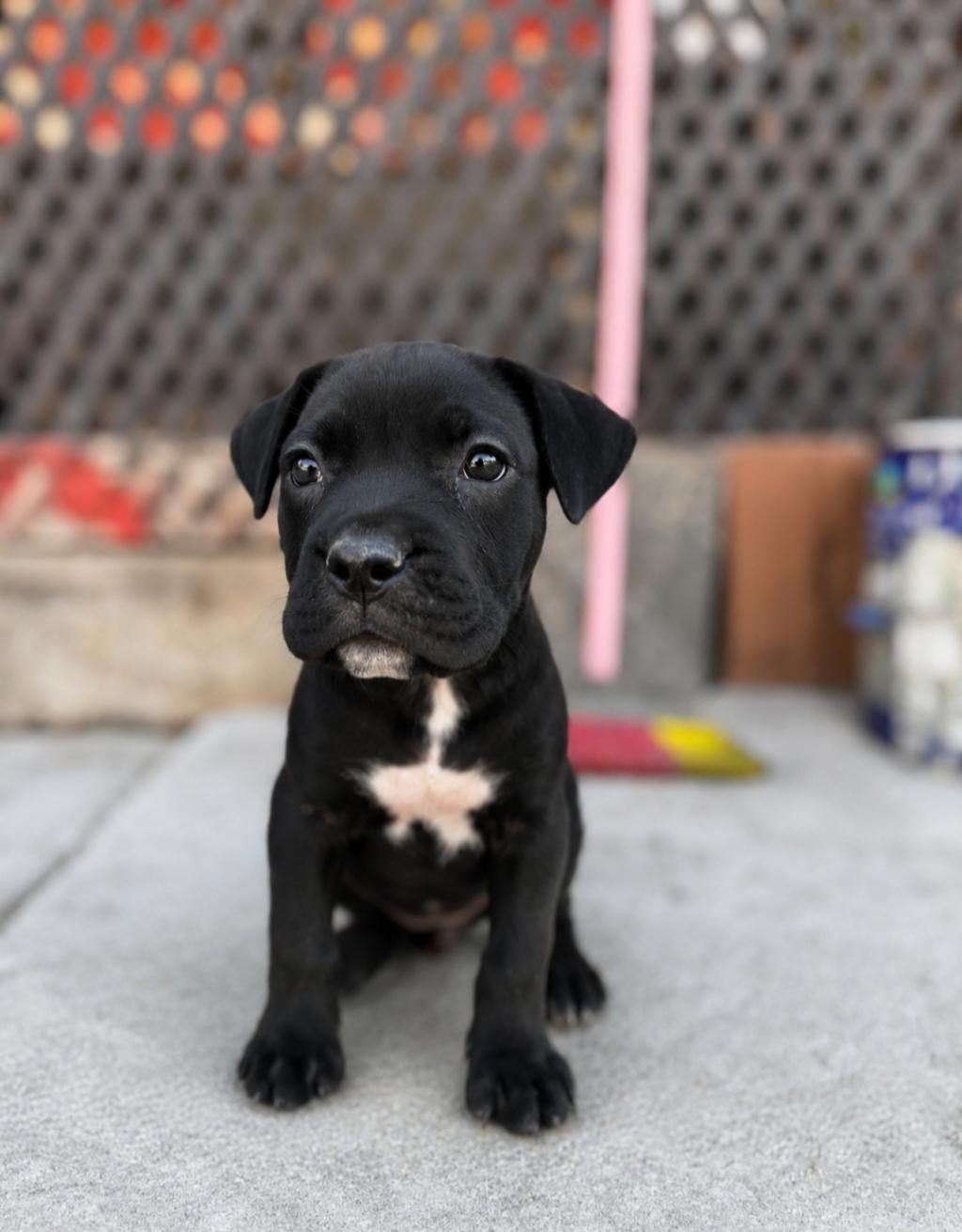 SAFKAN CANE CORSO