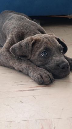 SAFKAN CANE CORSO BLUE BRİNDLE ERKEK