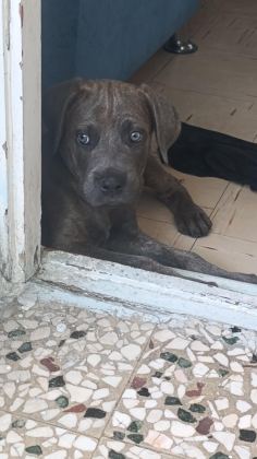SAFKAN CANE CORSO BLUE BRİNDLE ERKEK