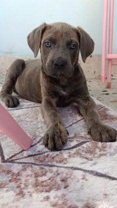 SAFKAN CANE CORSO BLUE BRİNDLE ERKEK