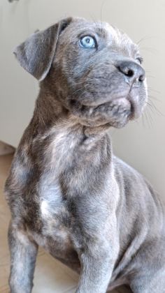 SAFKAN CANE CORSO BLUE BRİNDLE ERKEK