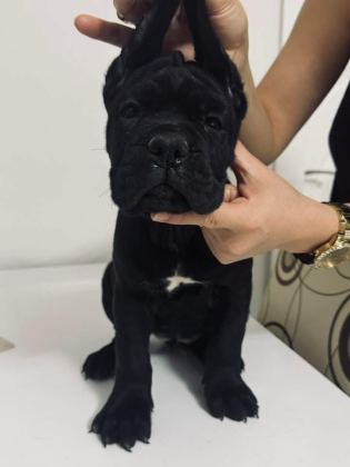 CANE CORSO YAVRU