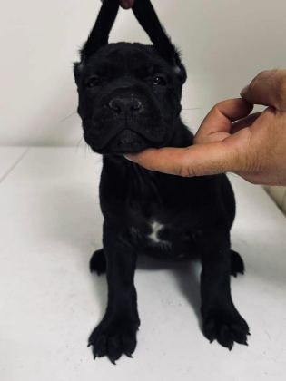 CANE CORSO YAVRU