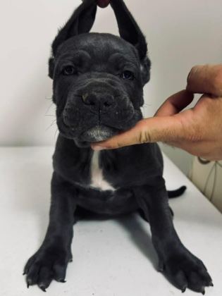 CANE CORSO YAVRU