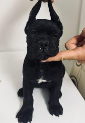 CANE CORSO YAVRU
