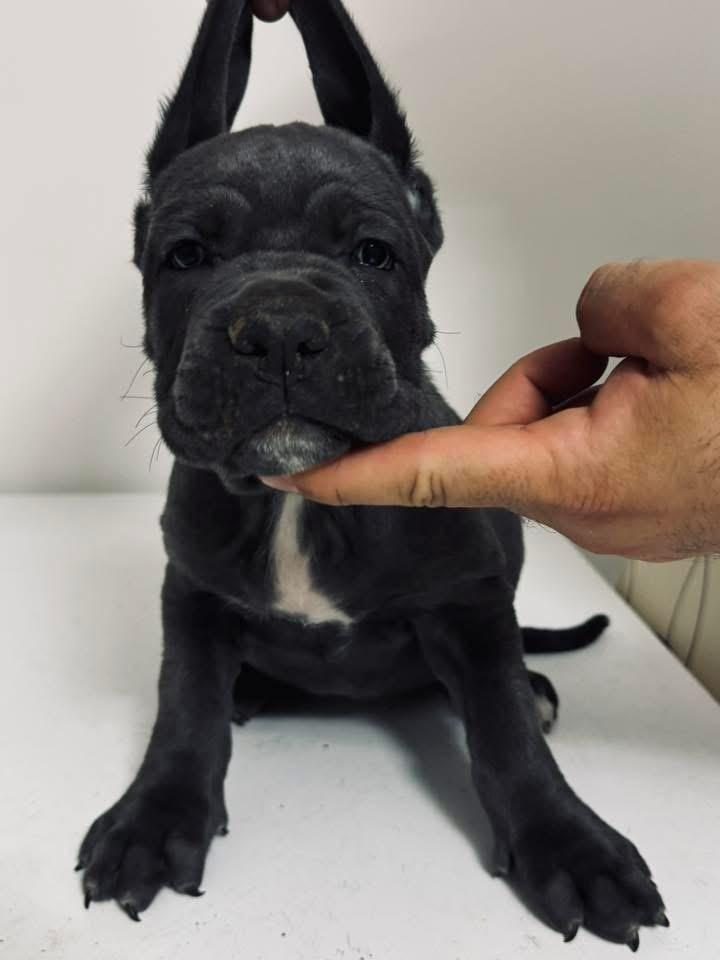 CANE CORSO YAVRU