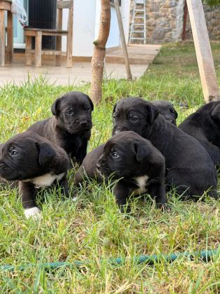CANE CORSO 45 GÜNLÜK YAVRULAR MÜKEMMEL GENETİK
