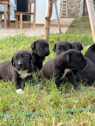 CANE CORSO 45 GÜNLÜK YAVRULAR MÜKEMMEL GENETİK