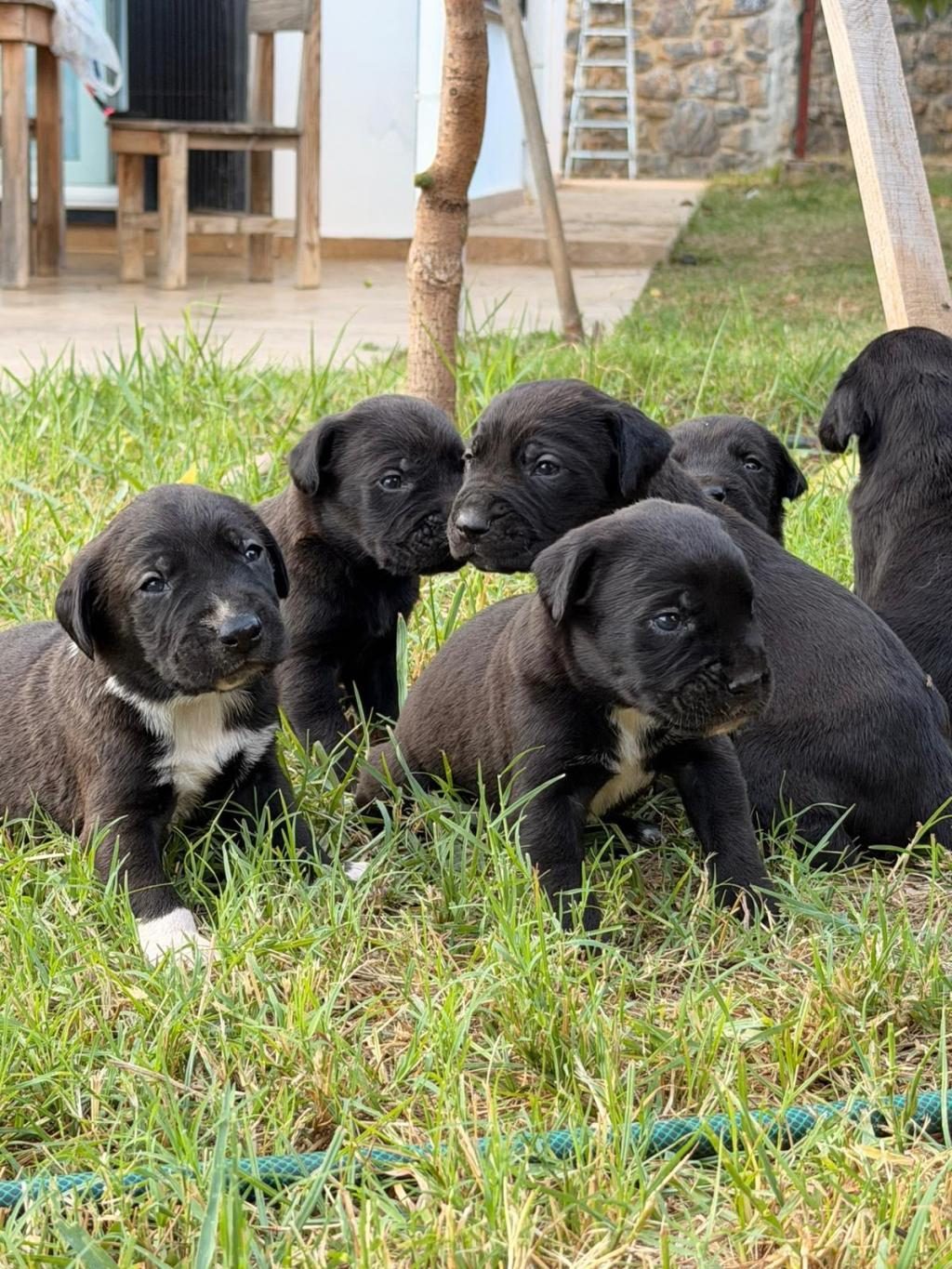 CANE CORSO 45 GÜNLÜK YAVRULAR MÜKEMMEL GENETİK