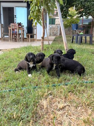 CANE CORSO 45 GÜNLÜK YAVRULAR MÜKEMMEL GENETİK