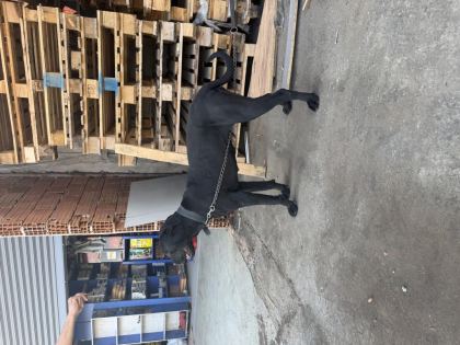 1 YAŞINDA DİŞİ CANE CORSO