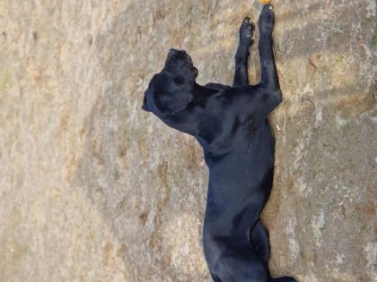 1 YAŞINDA DİŞİ CANE CORSO