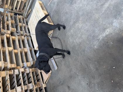 1 YAŞINDA DİŞİ CANE CORSO