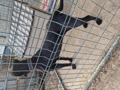 1 YAŞINDA DİŞİ CANE CORSO