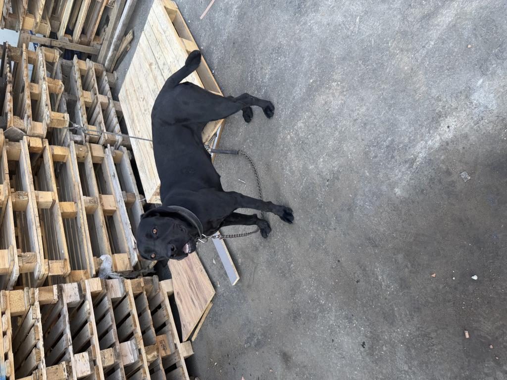 1 YAŞINDA DİŞİ CANE CORSO