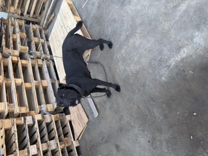 1 YAŞINDA DİŞİ CANE CORSO