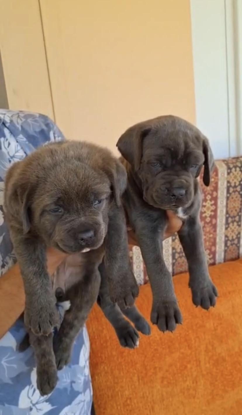 ORJİNAL CANE CORSO