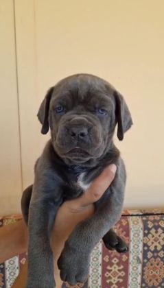 ORJİNAL CANE CORSO