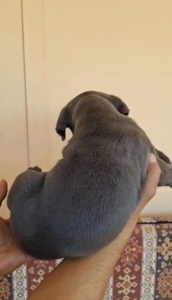 ORJİNAL CANE CORSO