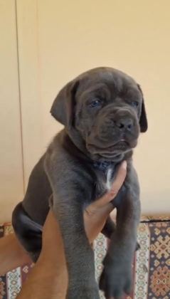 ORJİNAL CANE CORSO