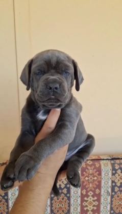 ORJİNAL CANE CORSO