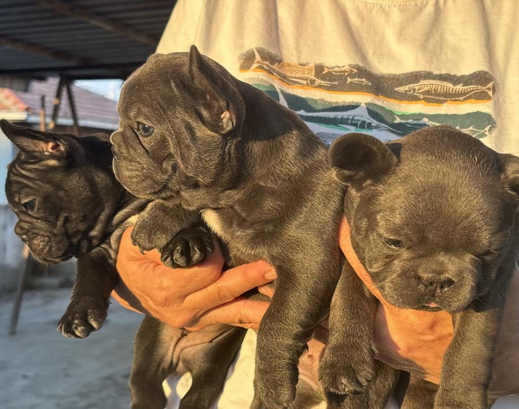 KALİTELİ KAN HATTINA SAHİP FRENCH BULLDOG YAVRULARI