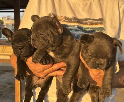 KALİTELİ KAN HATTINA SAHİP FRENCH BULLDOG YAVRULARI