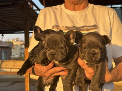 KALİTELİ KAN HATTINA SAHİP FRENCH BULLDOG YAVRULARI