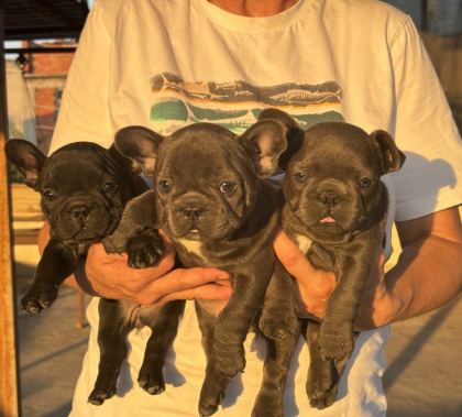 KALİTELİ KAN HATTINA SAHİP FRENCH BULLDOG YAVRULARI