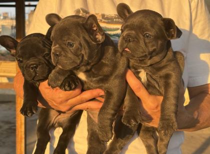 KALİTELİ KAN HATTINA SAHİP FRENCH BULLDOG YAVRULARI