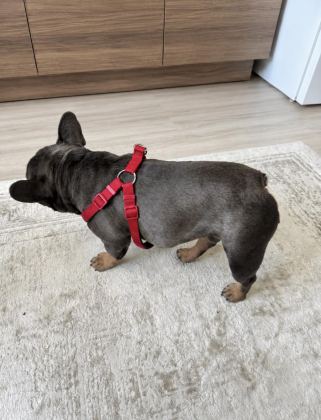 EĞİTİMLİ BLUETAN EGZOTİK KOMPAKT FRENCH BULLDOG ERKEK
