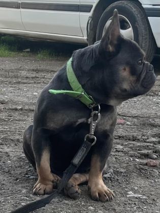 EĞİTİMLİ BLUETAN EGZOTİK KOMPAKT FRENCH BULLDOG ERKEK