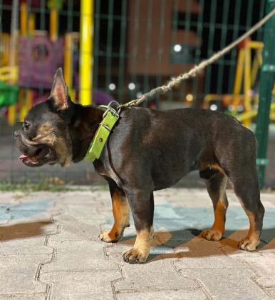 EĞİTİMLİ BLUETAN EGZOTİK KOMPAKT FRENCH BULLDOG ERKEK