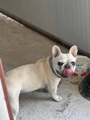 8 AYLIK A KALİTE FRENCH BULLDOG