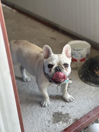 8 AYLIK A KALİTE FRENCH BULLDOG
