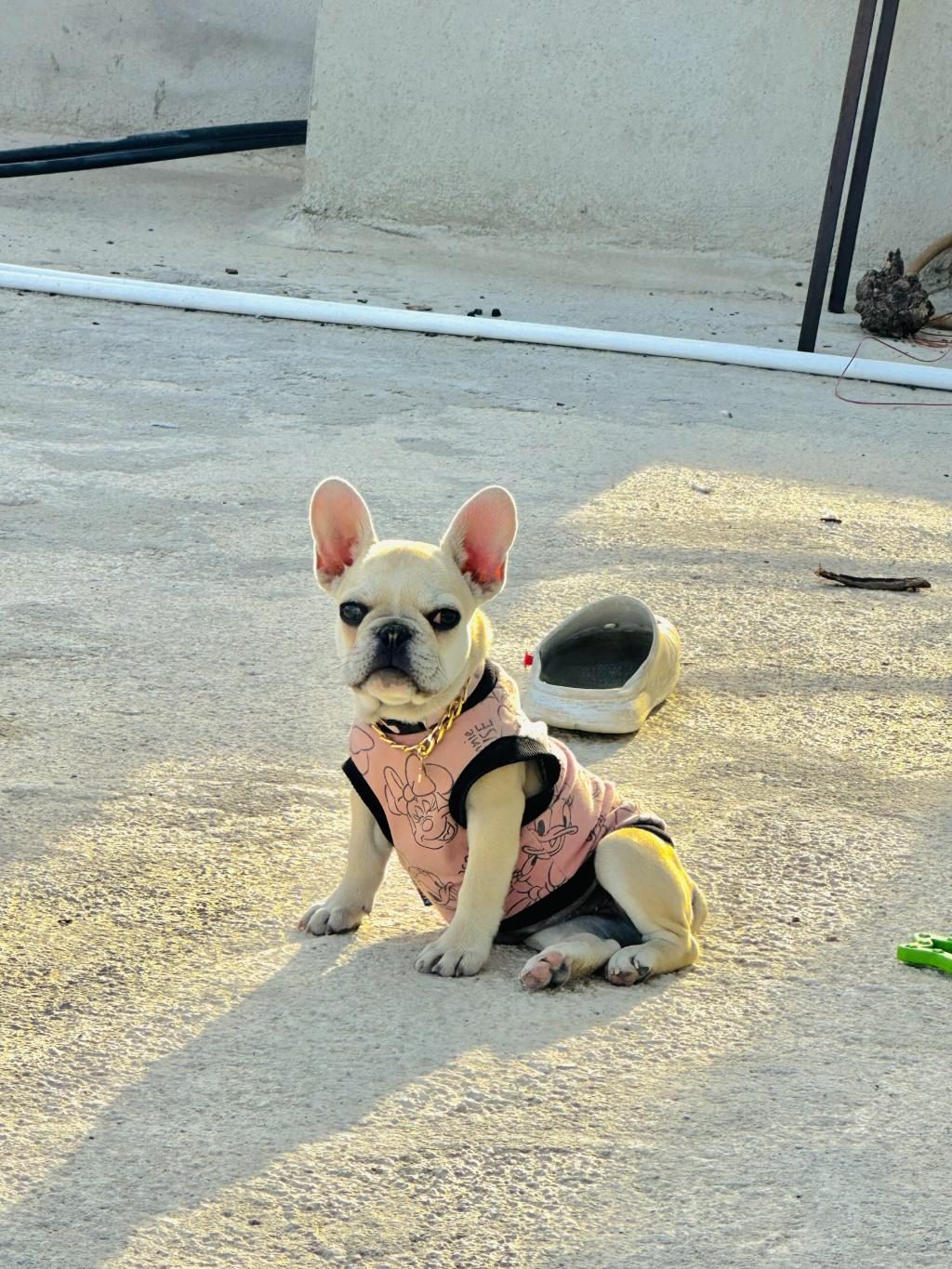 8 AYLIK A KALİTE FRENCH BULLDOG