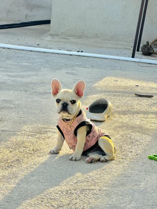 8 AYLIK A KALİTE FRENCH BULLDOG