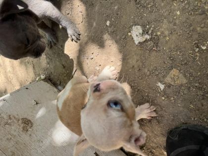 ORJİNAL A KALİTE ERKEK AŞILI FRENCH BULDOG YAVRULAR
