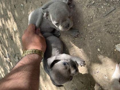 ORJİNAL A KALİTE ERKEK AŞILI FRENCH BULDOG YAVRULAR