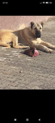 AKSARAYDAN GELME MALAKLI VE SİVAS KANGALI
