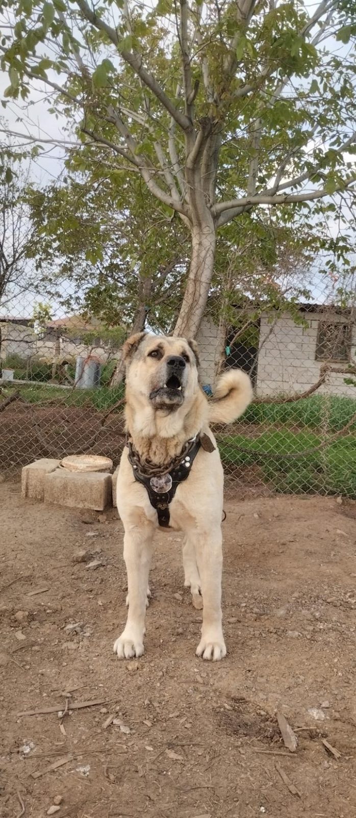 KANGALLARIN PSİKOPATI