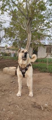 KANGALLARIN PSİKOPATI