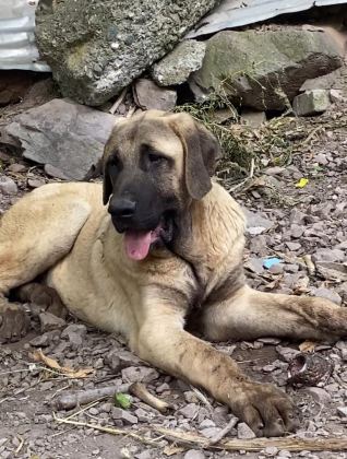 KÖPEĞİMİZİ SAHİPLENDİRİYORUZ