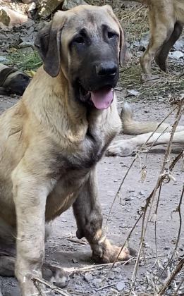 KÖPEĞİMİZİ SAHİPLENDİRİYORUZ