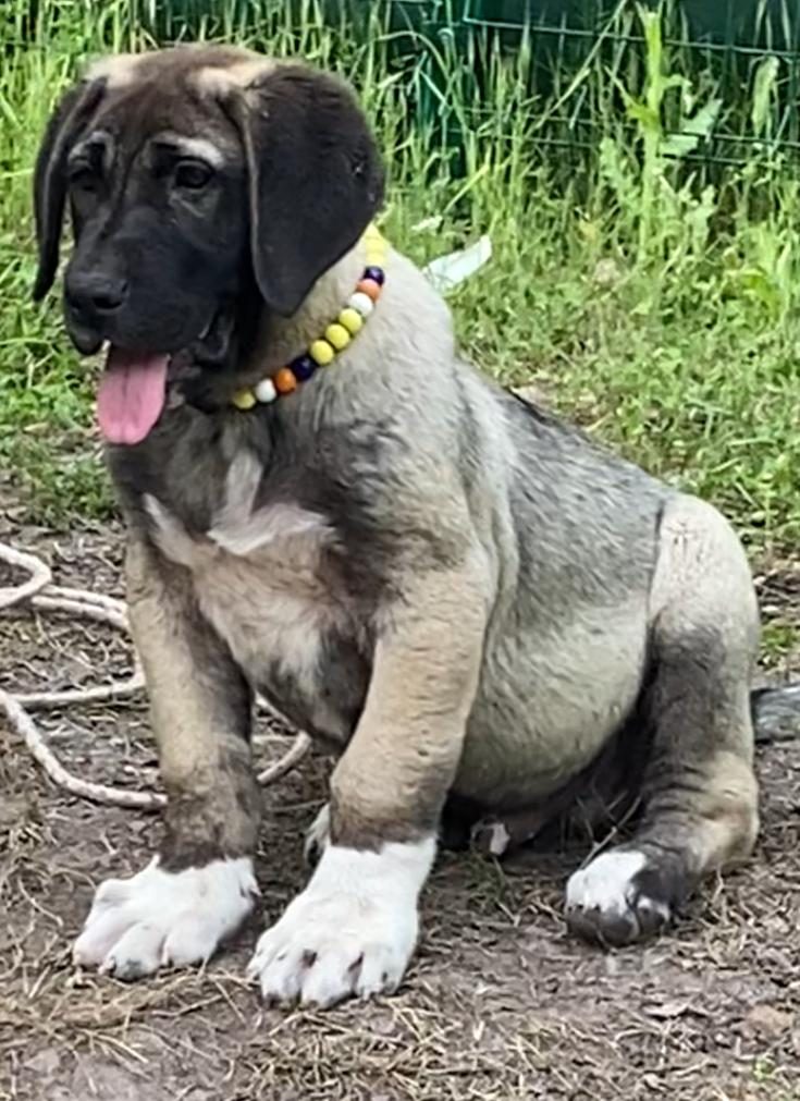 KANGAL KÖPEĞİMİZİ SAHİPLENDİRİYORUZ